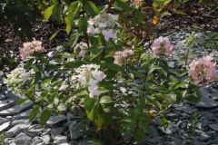 ideed0188